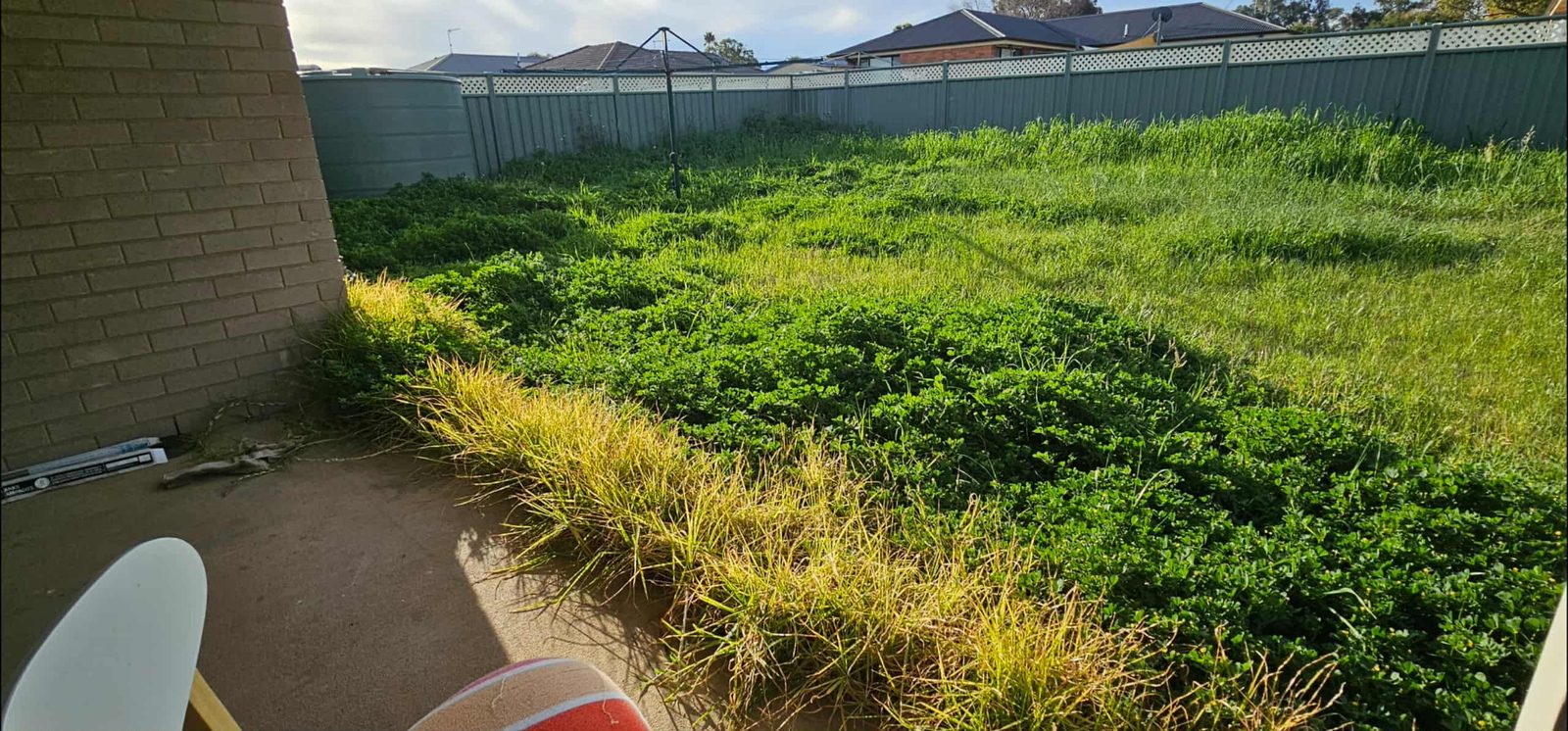 Before: Overgrown lawn cut and the yard brought back under control
