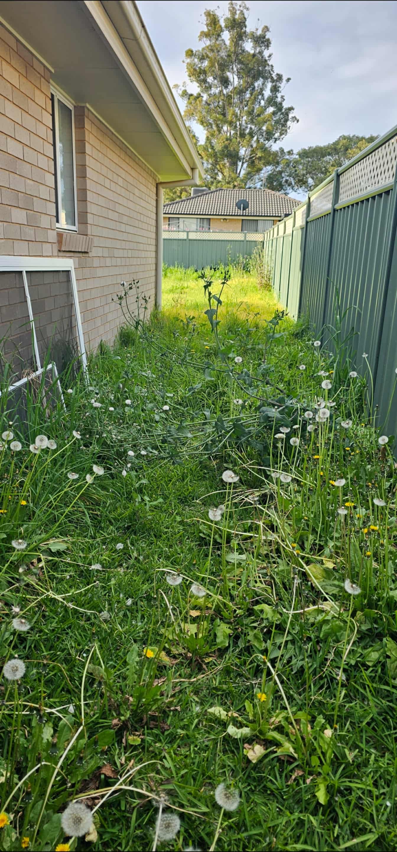 Before: Vacant-property side access cut back and cleared